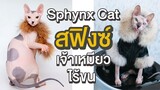 EP9 : Sphynx Cat "สฟิงซ์ เจ้าเหมียวไร้ขน"