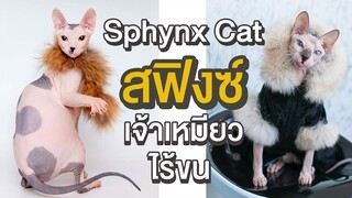 EP9 : Sphynx Cat "สฟิงซ์ เจ้าเหมียวไร้ขน"