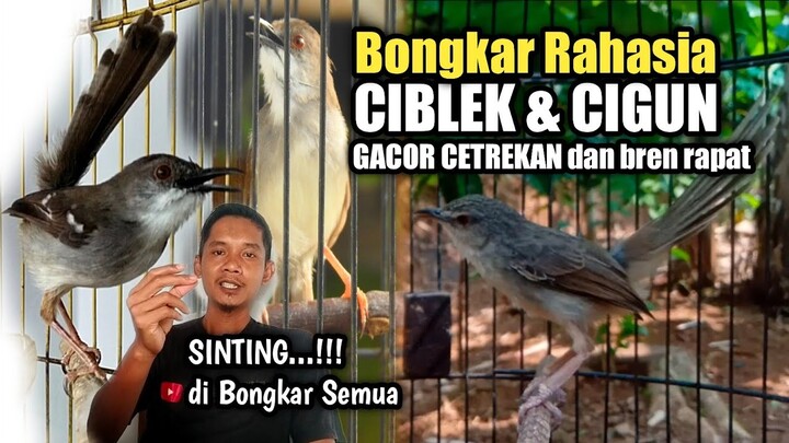 Akan Banyak CIBLEK & CIGUN Cetrekan Setalah nonton ini‼️