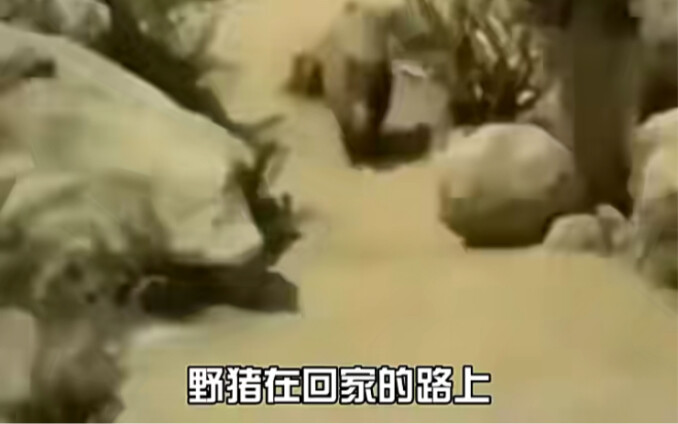Wild boar: Hahaha, this little trick can’t possibly… Whoa!