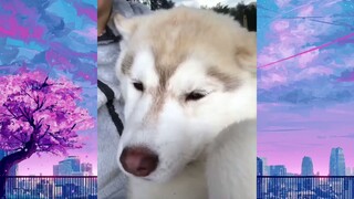 หมาตลก #ชาติที่เป็นมนุษย์ #555