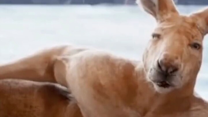 Xin lỗi mọi người, nhân dịp nghỉ hè mình đã đi quay bộ phim “Độc Hành Nguyệt Cầu” rồi.