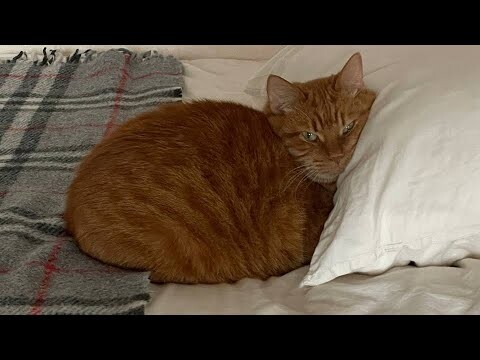 😂 Funniest Cats and Dogs Videos 😺🐶 || 🥰😹 Hilarious Animal Compilation №137