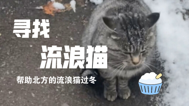Searching for a Stray Cat Family of Three