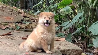 Anjing yang Aku Beli