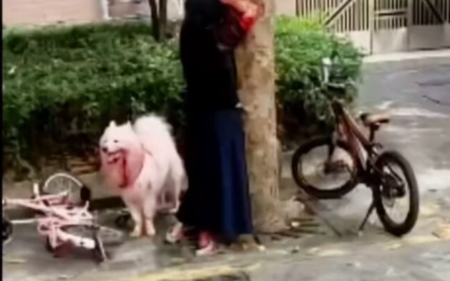 On September 19, in Jiangmen, Guangdong, a woman was bitten by her own dog while walking it in the r