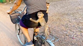 Amazing Baby Monkey Maya Stand Up Hug Grandma Behind When She Ridding The Bi Cycle