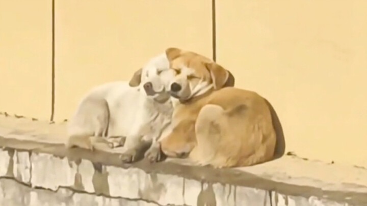 “Even little dogs have their own best friends!”