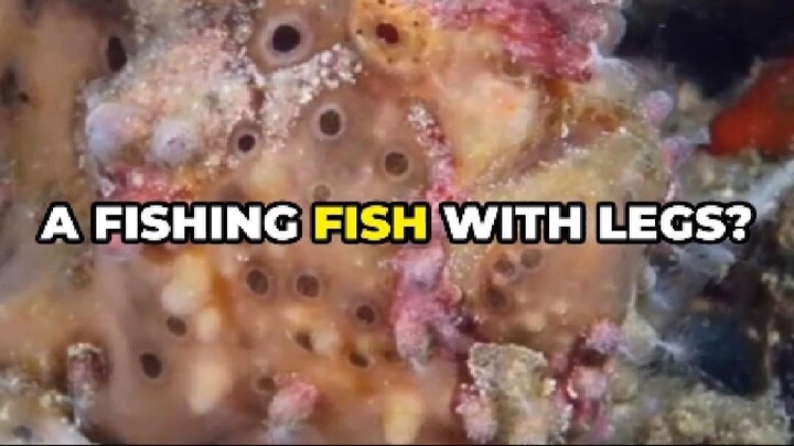Frogfish Uses a Fishing Rod to Hunt and Walks Like a Crab!
