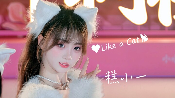 “Langkah Kucing yang Ringan” itu terlalu menggoda dan memikat ya! Cantik banget, Meigao Miao ♥ Seper
