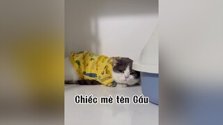 Nay là Gấu đẹp trai và Thỏ đẹp gái nhà  mèo cat