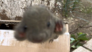 About the incident where I rescued a rat with no sense of boundaries on the roadside at school