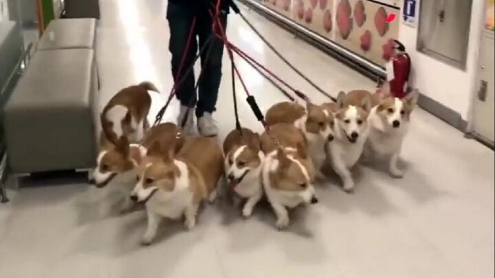 [Pecinta Anjing] Delapan anjing corgi yang kupelihara