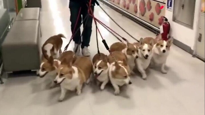 The Man With Eight Corgi Dogs