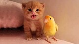OMG So Cute Cats ♥ Best Funny Cat Videos 2020 #10