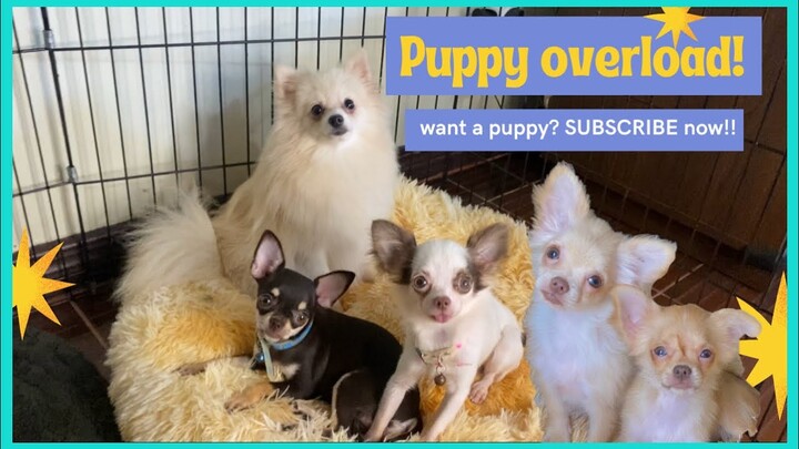 PUPPY OVERLOAD! | SO CUTE! | SUPER MARCOS VLOGS