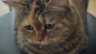 Cat, I haven't eaten today yet...