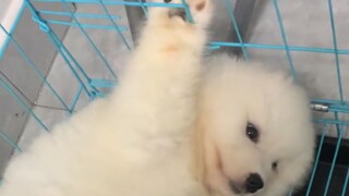 Bumi tidak bisa tanpa anjing peliharaan!!! (Dengan suara super keras) (sangat menyayat hati)