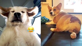Funny Dog Videos Vines - TRY NOT TO LAUGH Funny Dogs | Tik Tok China