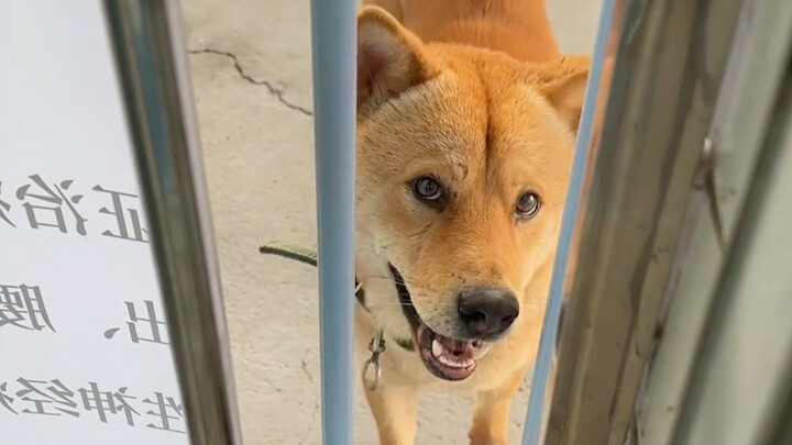 狗叔过来接我回村了
