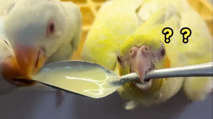 I really love this kind of quirky bird!