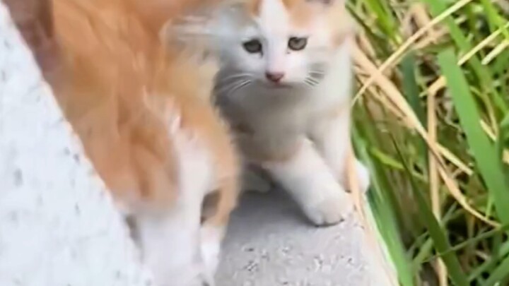 لا تعبث مع القطة الأم