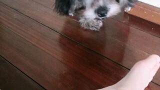 Cute Dog Time