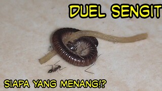 pertarungan hewan kaki seribu vs semut vs nyamuk