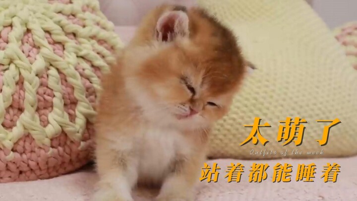 Dễ thương quá, bé mèo sữa đứng ngủ luôn rồi!