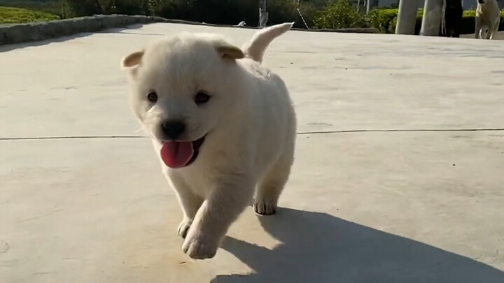 น้องหมาพันธุ์พื้นเมืองตัวเล็กน่ารักมาก หยอกเล่นยังไงก็ไม่โกรธเลย