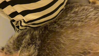 تأكد الأمر، هذا الراكون الكبير يعاني من ضعف السمع قليلاً #الراكون_الصغير #خطة_انطلاق_حيوانات_أليفة_ل