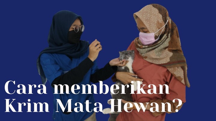 Cara Memberikan Krim Mata kepada Kucing & Anjing