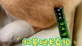 Shock! ❗️ Turns out we've been wrongly blaming the corgi for having short legs all along—this is how