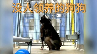 The daily sights at the rescue shelter for dogs that no one wants to adopt