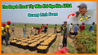 Quanglinhvlogs || Thu Hoạch Một Phần Khoai Tây Trong Mùa Khô Tại Quang Linh Farm