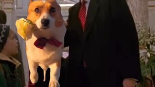 Nếu Trump là một meme về mèo...