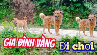 Chuyến dạo chơi cùng anh vàng và cô vàng.| cute dog | pet dog.