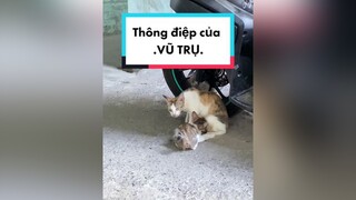 Đây là thông điệp của vũ trụ dành cho bạn meo daomeo meohoang mèo meocon