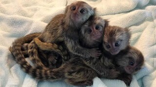 ลิงมาโมเสทที่ตัวเล็กที่สุดในโลก