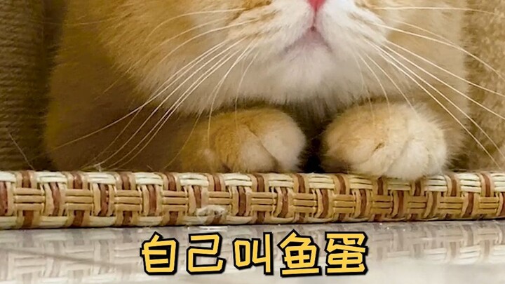 Apakah kucing tahu namanya sendiri?
