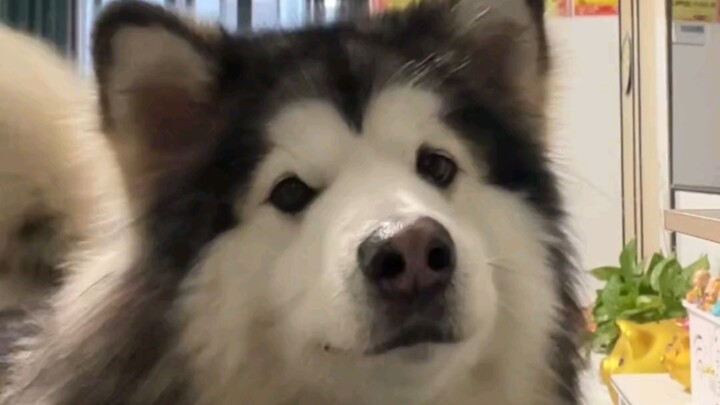 “All these certificates behind the wall must belong to the dog, right?”