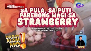 White strawberry, mabibili sa Benguet | Dapat Alam Mo!