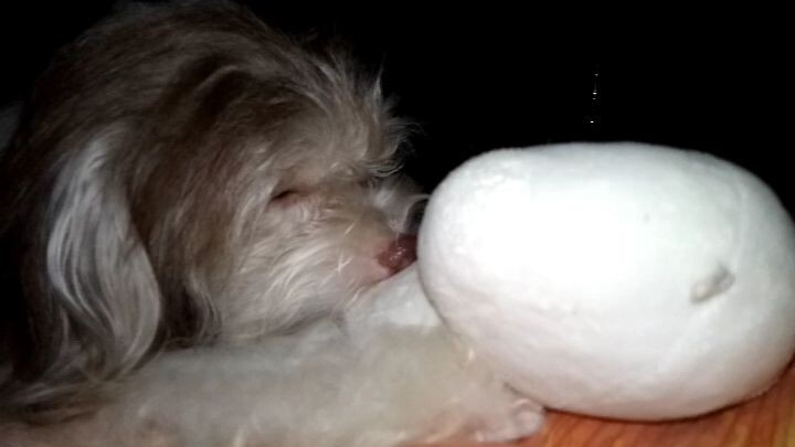 sleepy dog