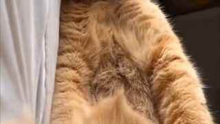 Why does the kitten still have sweaty feet?