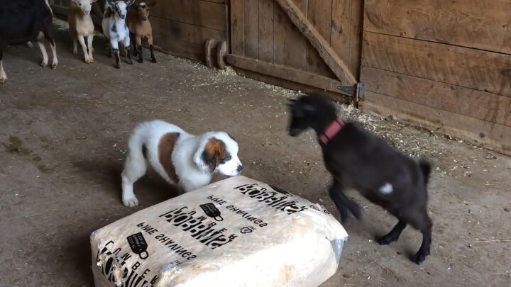 Could you show me a little respect? I am a shepherd dog, after all!