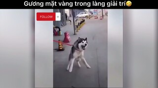 Gương mặt vàng trong làng tấu hài p2#haihuoc#hài#ngáo