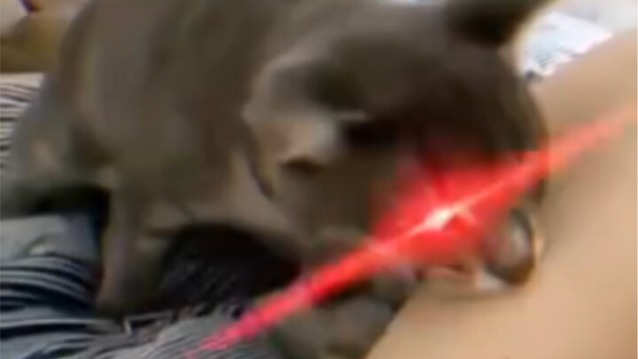 If the cat’s not mad, you think I’m Hello Kitty or something?