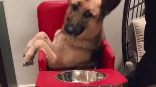 Dogs with congenital megaesophagus have to sit on special chairs and eat special meals since they we