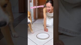 LOMBA MAKAN SAMA ANABUL‼️🐶🗿 #shorts #anjinglucu