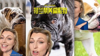 เนเธอร์แลนด์เข้มงวดข้อกำหนดในการเลี้ยงและขยายพันธุ์สุนัขหน้าแบนเพิ่มเติม